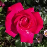 Vera Mercaldi Krause - @verakrause60 - Instagram