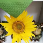 Vera Krupper - @kruppervera - Instagram