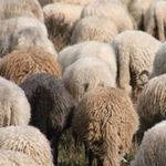 Vera Lamb - @lambvera - Instagram