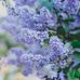 Vera Langstone - Facebook