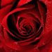 Vera Larkin - Facebook