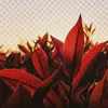 Ledbetter - @_ledbetter_ - TikTok