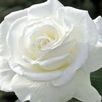 Vera Lockett - Facebook