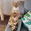veralunabengals🐾🐆 - @veralunabengals - TikTok