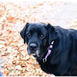 Vera Mae - @veramaepup - Instagram