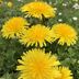 Vera Mueller - Facebook