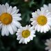 Vera Mueller - Facebook