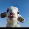 Nagy - @veranagy71 - TikTok