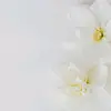 V.P. - @vera_petrova - TikTok