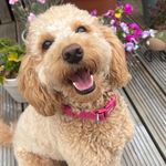 Vera Lynne Robertson - @lynneconner - Instagram