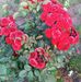 Vera Solomon - Facebook