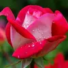 THIG PEN - @thig.pen - TikTok