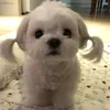 ❤️ роблокс ❤️ - @vera.tiptop - TikTok