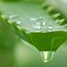 L'aloe vera pour vous et vos animaux - Facebook