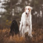 Sonja and Dogs - @vera_and_watson - Instagram