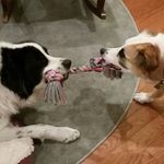 Vera & Watson Supercam Funtime - @vera_watson_supercam_funtime - Instagram