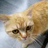 VERA V WAY - @forest_red_headed_cat - TikTok