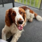 VERA 🐶🇸🇪 - @welshenvera - Instagram