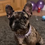 Vera Woods - @vera_frenchie - Instagram