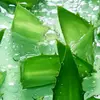 ALOE VERA WORD - @aloe.vera.word - TikTok