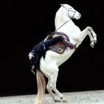 Verena Bauer - @reitkunst_verenabauer - Instagram