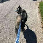 Vern Evans-Snoddon - @vernaldthedog - Instagram