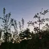 Аткыр - @vernayde_fox - TikTok