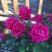 Verna Bartlett - Facebook