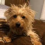 Verna Cheney - @baxterboxwood - Instagram