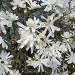 Verna Chow - @hug.bugs - Instagram