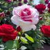 Verna Tate - Facebook