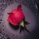 Verda Gul - Facebook