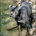 Verna Hatfield - Facebook