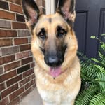 Verna The German Shepard - @vernathegerman - Instagram