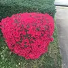 Verna Simpson178 - @vernasimpson178 - TikTok