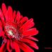 Vernita Rucker - Facebook