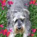 Vernice Powell - Facebook