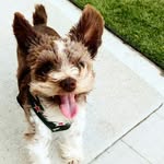 The Baron Vernon von Bacon - @thebaronvernonvonbacon - Instagram