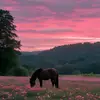 Belle Vernon - @belle.vernon - TikTok
