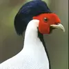Vernon Bird - @vernon__bird - TikTok
