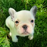 Vernon Blue - @vernonbluethefrenchie - Instagram