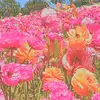 Vernon Lakes582 - @feeblo - TikTok