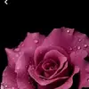 SolomonVernonr_ntfa - @solomonvernonr_ntfa - TikTok