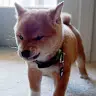 Vernon Tan - @wernoon - TikTok