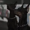 Teaerova_Veronika888 - @veronicaadrianov - TikTok