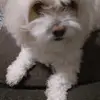 veronicahernand4454 - @veronicahernand4454 - TikTok