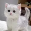 Veronicabelle - @veronicabelle7 - TikTok