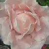 veronicaben - @veronicaben22 - TikTok