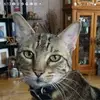 Veronicabrandtryan - @veronicasutton505 - TikTok