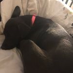 Veronica Brenner - @veronica_pawyer - Instagram